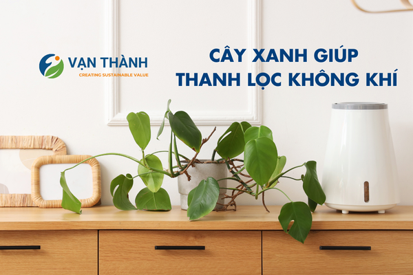 cây xanh giúp thanh lọc không khí