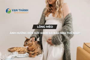 Lông mèo ảnh hưởng đến sức khỏe bà bầu như thế nào? Giải pháp bảo vệ thai kỳ an toàn